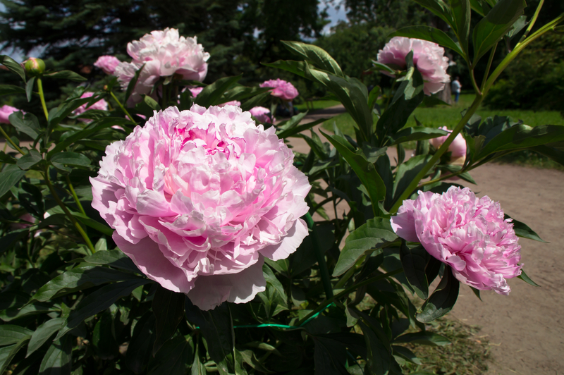 Sarah deals bernhardt peony